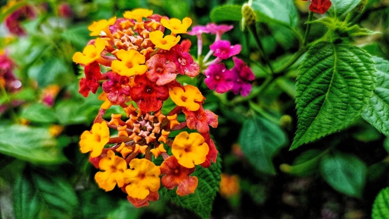 Lantanas are the New Favorite for Gardeners Everywhere - lantana camara ss2426624699