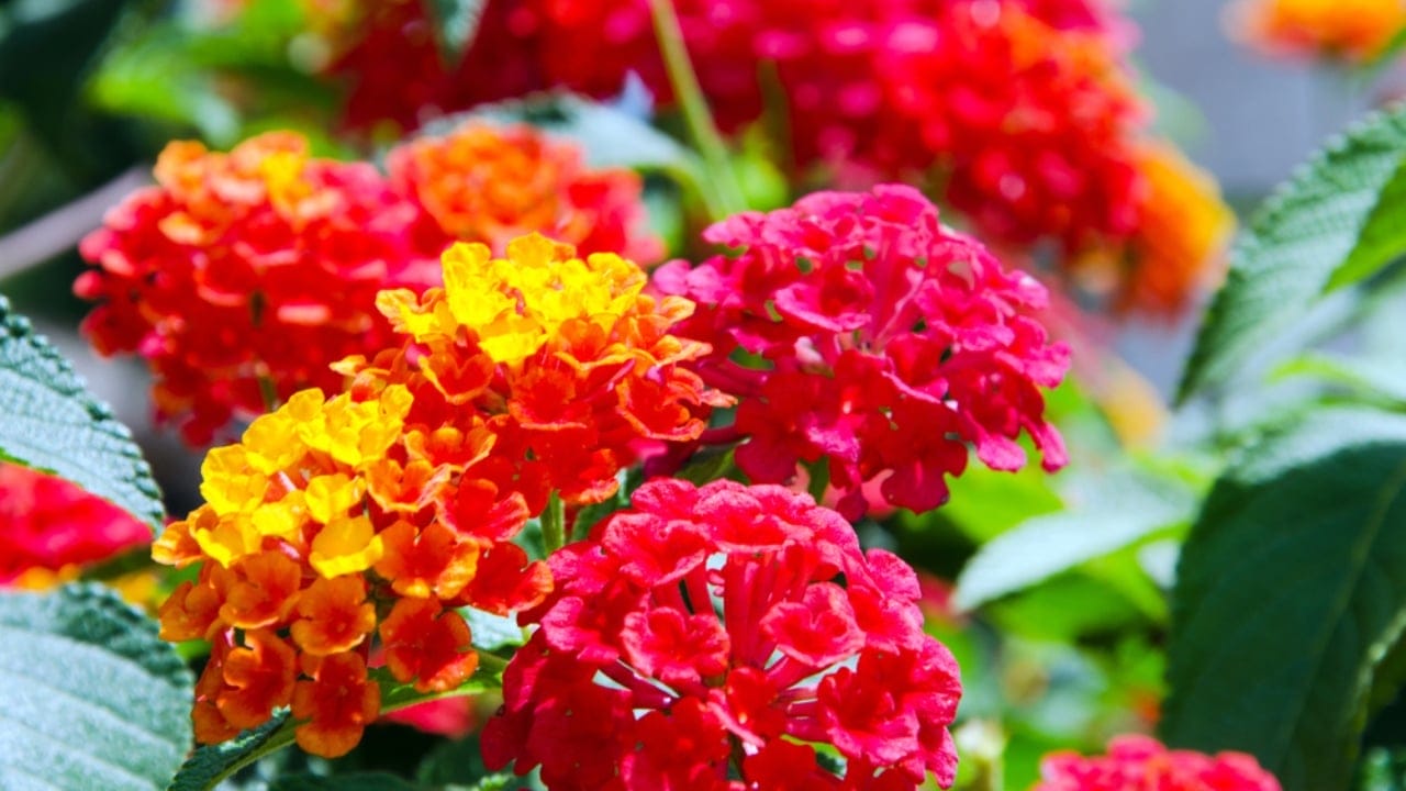15 Gorgeous Flowers to Brighten and Beautify Your Garden 3 15 Gorgeous Flowers to Brighten and Beautify Your Garden - lantana flowers dp27269649