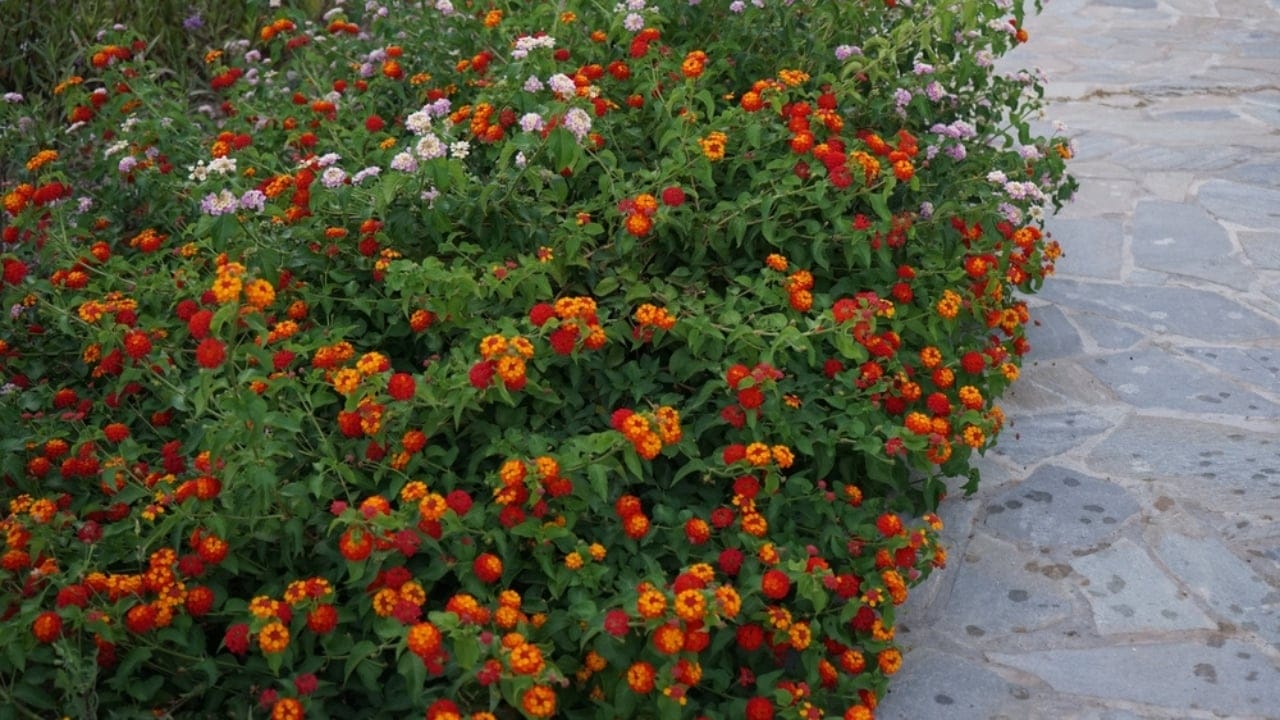 Lantanas are the New Favorite for Gardeners Everywhere 3 Lantanas are the New Favorite for Gardeners Everywhere - lantana garden bed ss2438404719