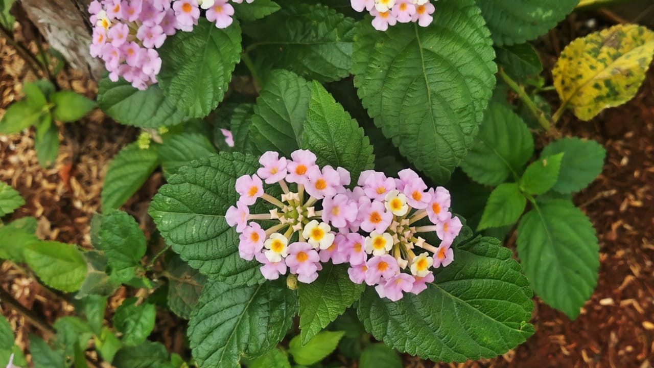Lantanas are the New Favorite for Gardeners Everywhere 5 Lantanas are the New Favorite for Gardeners Everywhere - lantana in soil ss1998853985