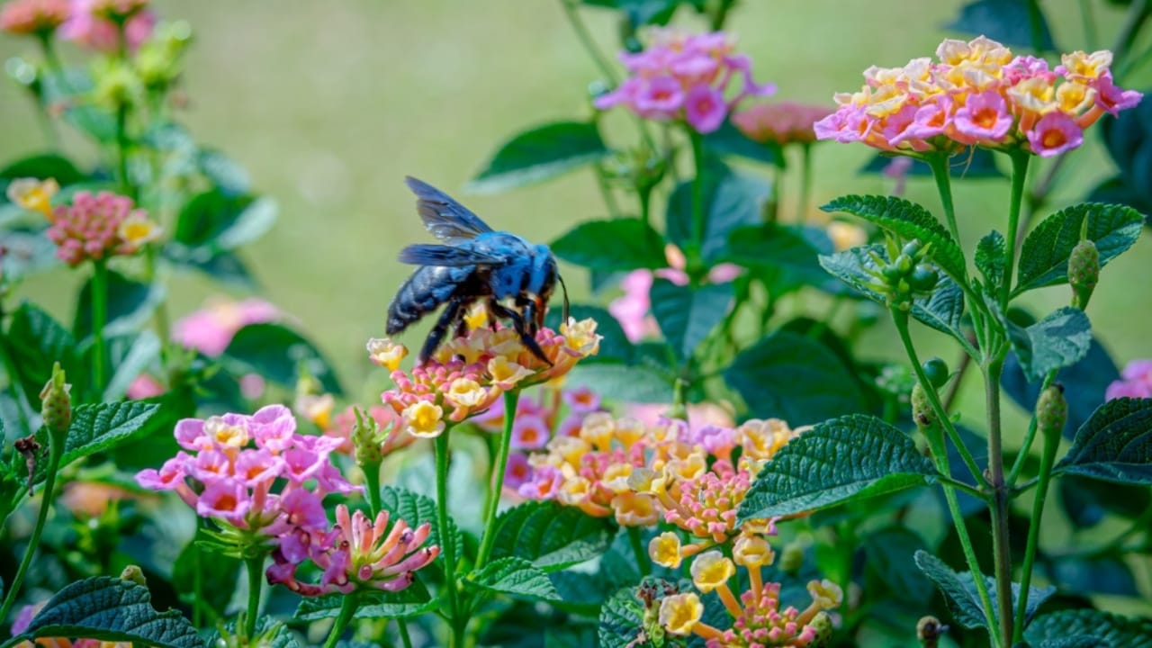 Lantanas are the New Favorite for Gardeners Everywhere 11 Lantanas are the New Favorite for Gardeners Everywhere - lantana pests ss2365274601