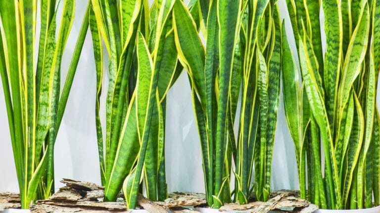 10 Reasons Your Snake Plant Isn’t Growing—and How to Fix It 7 10 Reasons Your Snake Plant Isn’t Growing—and How to Fix It - large snake plants ss712080241 degm