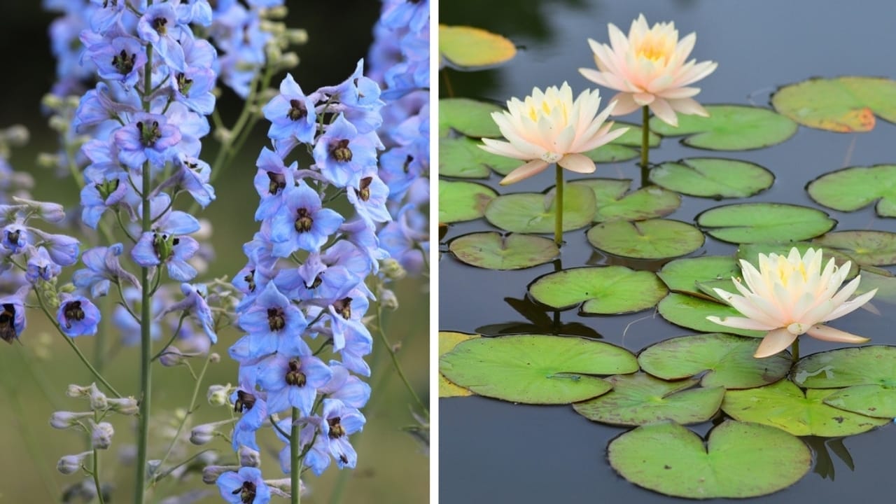 From January to December: The Meaning of Your Birth Flowers - larkspur and water lily ss23233562472464637843
