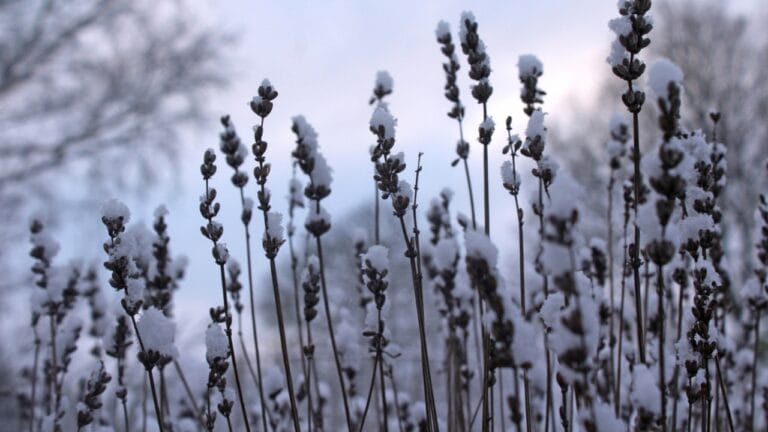 Keep Lavender Thriving in Winter: 7 Cold-Weather Care Tips 4 Keep Lavender Thriving in Winter: 7 Cold-Weather Care Tips - lavender plant with snow dp334748628