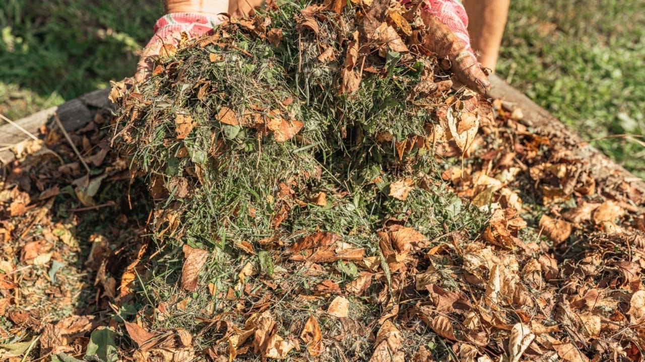 Turning Leaves into Gold: 10 Green Ways to Use Fall Foliage 10 Turning Leaves into Gold: 10 Green Ways to Use Fall Foliage - leaves mulching beds ss2032653335