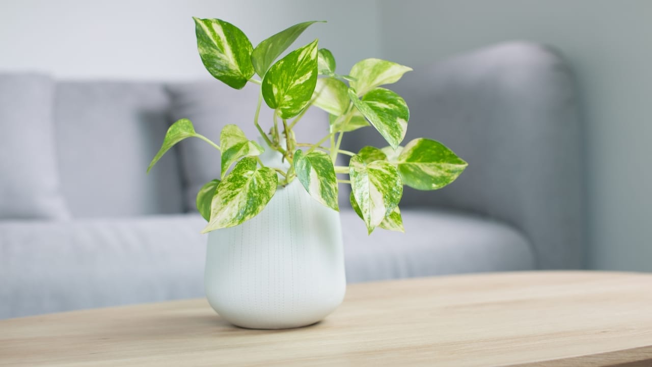 8 Common Challenges with Pothos Houseplants & How to Tackle Them 7 8 Common Challenges with Pothos Houseplants & How to Tackle Them - leggy pothos plant dp383576862