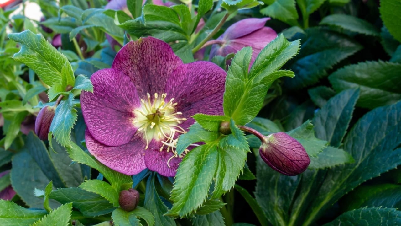15 Evergreen Perennials for Constant Color & Natural Weed Control - lenten rose ss2113798742