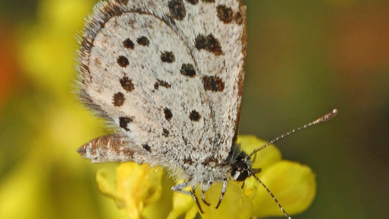 13 of the World’s Rarest Butterflies You’ll Be Lucky to See Even Once 8 13 of the World’s Rarest Butterflies You’ll Be Lucky to See Even Once - leonas little blue wc