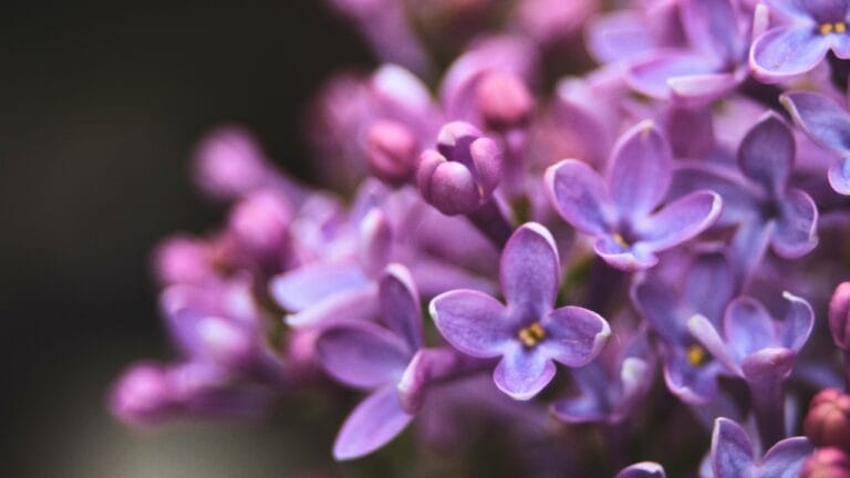 10 Trees to Make Your Backyard Smell Like Paradise - lilac in spring ss1175796799 degm