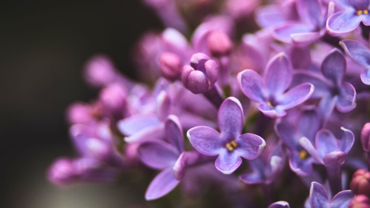 17 Plants That Add Beauty & Amazing Scents to Your Yard 4 17 Plants That Add Beauty & Amazing Scents to Your Yard - lilac in spring ss1175796799 degm