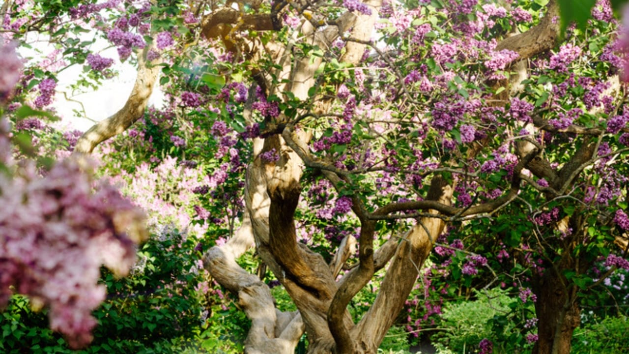 10 Trees to Make Your Backyard Smell Like Paradise - lilac tree dp431260926
