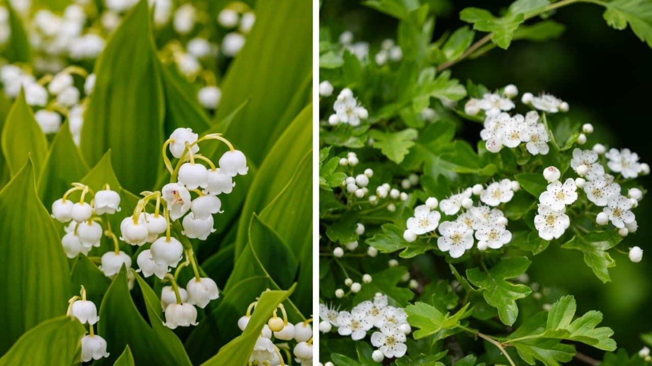 From January to December: The Meaning of Your Birth Flowers - lily of the valley and hawthorn ss22979813952467265793