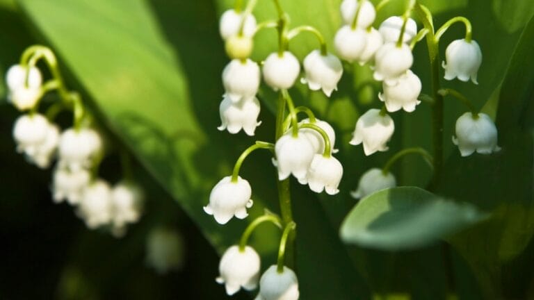 Tiny But Mighty: 22 Small Flowers That Transform Any Garden 9 Tiny But Mighty: 22 Small Flowers That Transform Any Garden - lily of the valley dp16911269