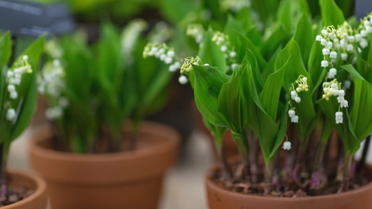 10 Stunning Container Plants Perfect for Shade 4 10 Stunning Container Plants Perfect for Shade - lily of the valley ss1033129381