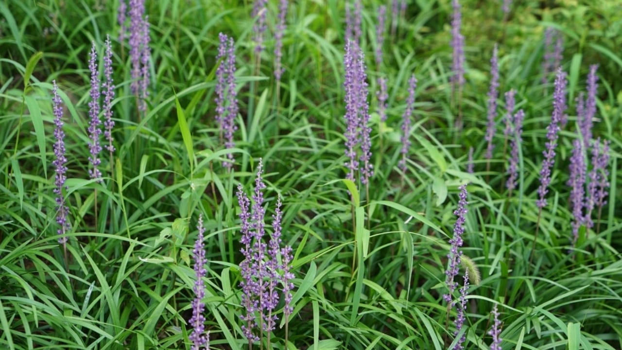 15 Evergreen Perennials for Constant Color & Natural Weed Control - lily turf ss2399529643