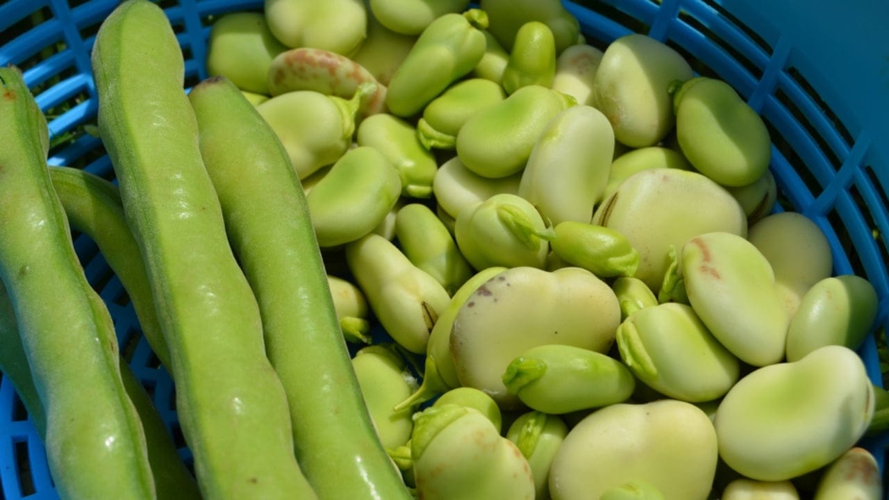 Raw Risks: 15 Foods That Pose Serious Health Hazards When Uncooked - lima beans ss1728026839