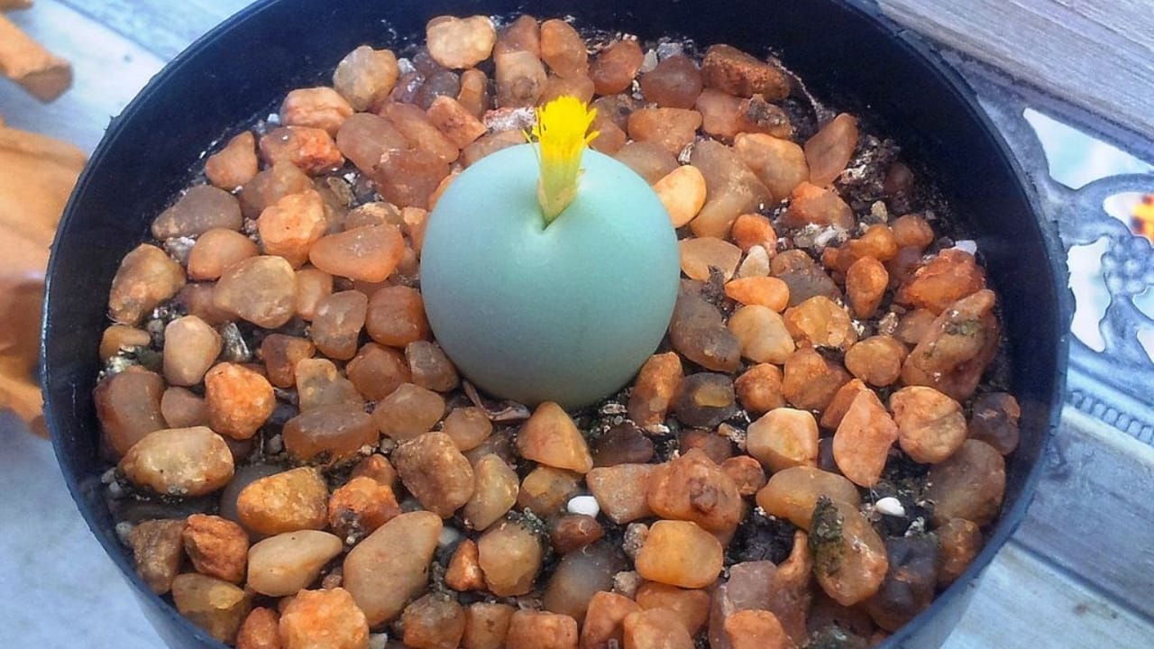 17 Unusual Houseplants That Add Charm & Character to Any Room 13 17 Unusual Houseplants That Add Charm & Character to Any Room - living pebble plant wc