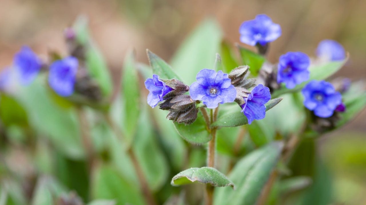 Bring Rare Blue Blooms to Your Garden With These Perennials 13 Bring Rare Blue Blooms to Your Garden With These Perennials - lungwort ss1811129233