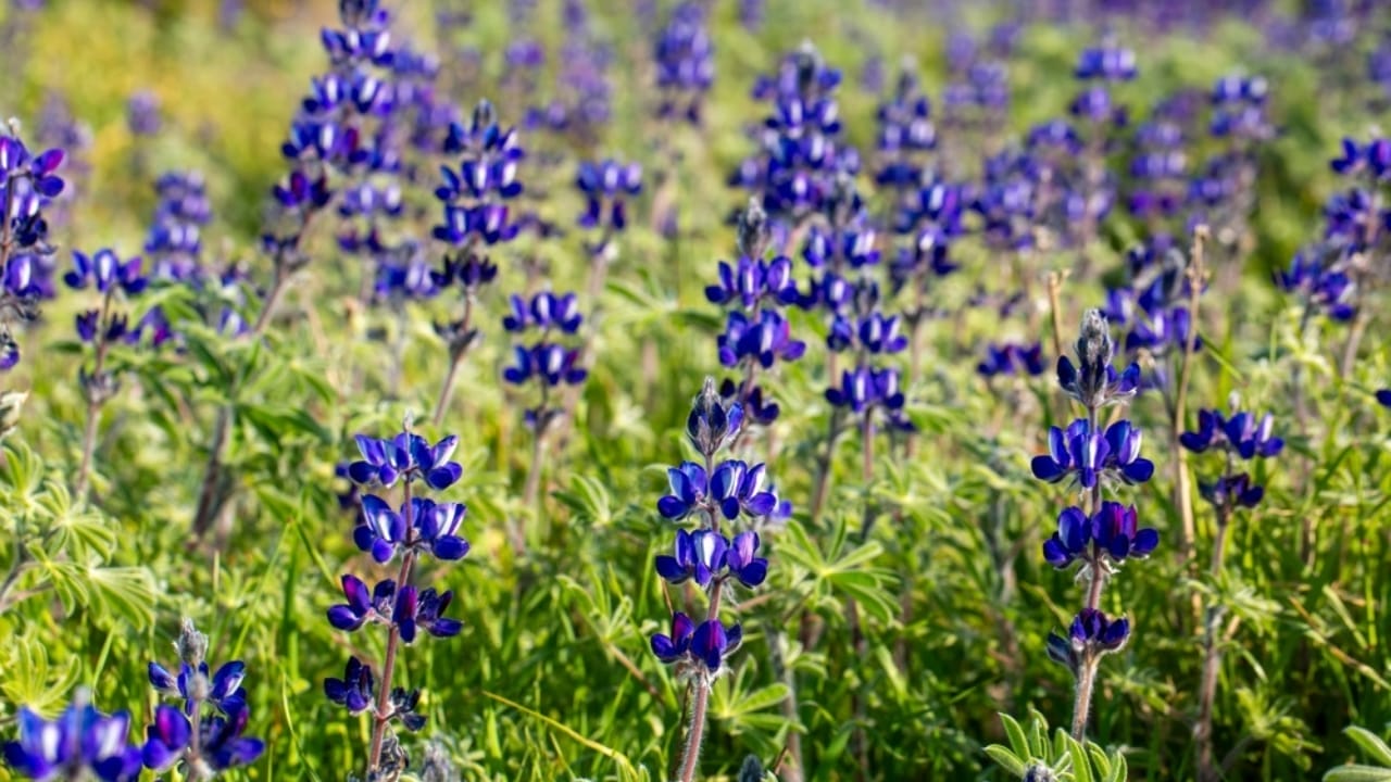 Watch These 13 Flowers Change Colors as the Season Changes 12 Watch These 13 Flowers Change Colors as the Season Changes - lupinus pilosus ss2441704891