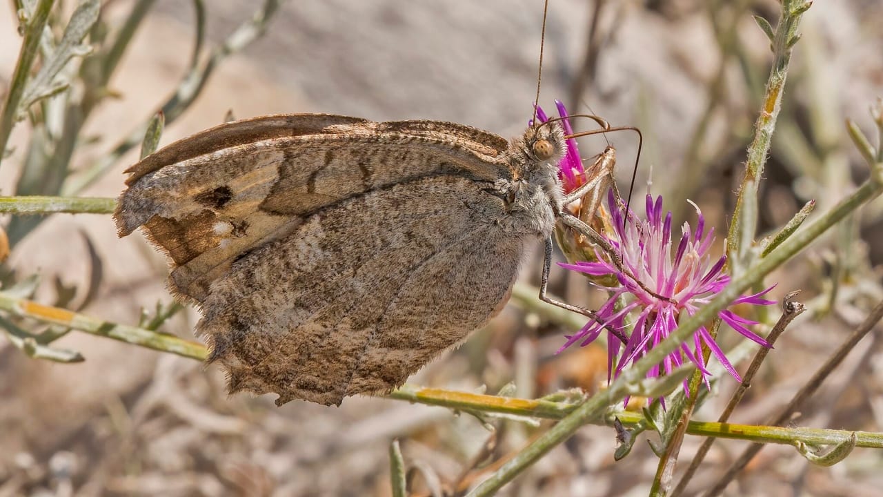13 of the World’s Rarest Butterflies You’ll Be Lucky to See Even Once 7 13 of the World’s Rarest Butterflies You’ll Be Lucky to See Even Once - macedonian grayling wc