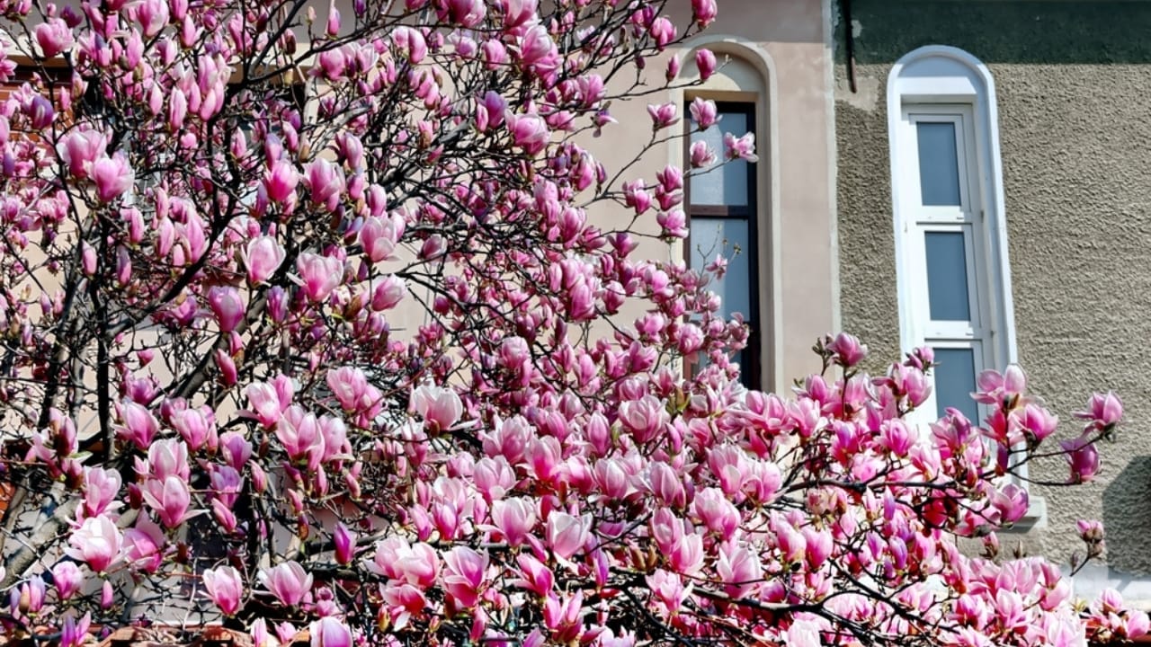15 Gorgeous Poolside Plants That Repel Wasps and Bees - magnolia tree ss2435724121