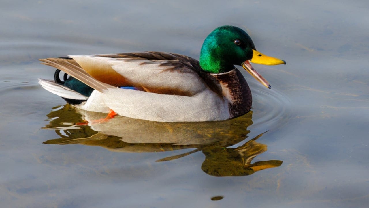 10 Bird Species You're Most Likely to Spot in North America 5 10 Bird Species You're Most Likely to Spot in North America - mallard dp633713872