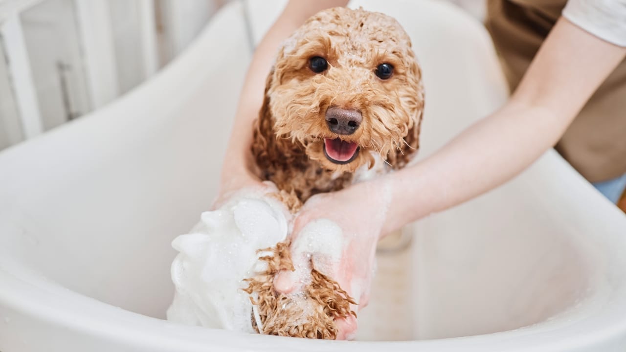 15 Doodle Dog Breeds Taking the Pet World by Storm - maltipoo dog ss2476588465 degm