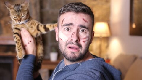 10 Signs of Cat Scratch Fever Every Cat Owner Should Know