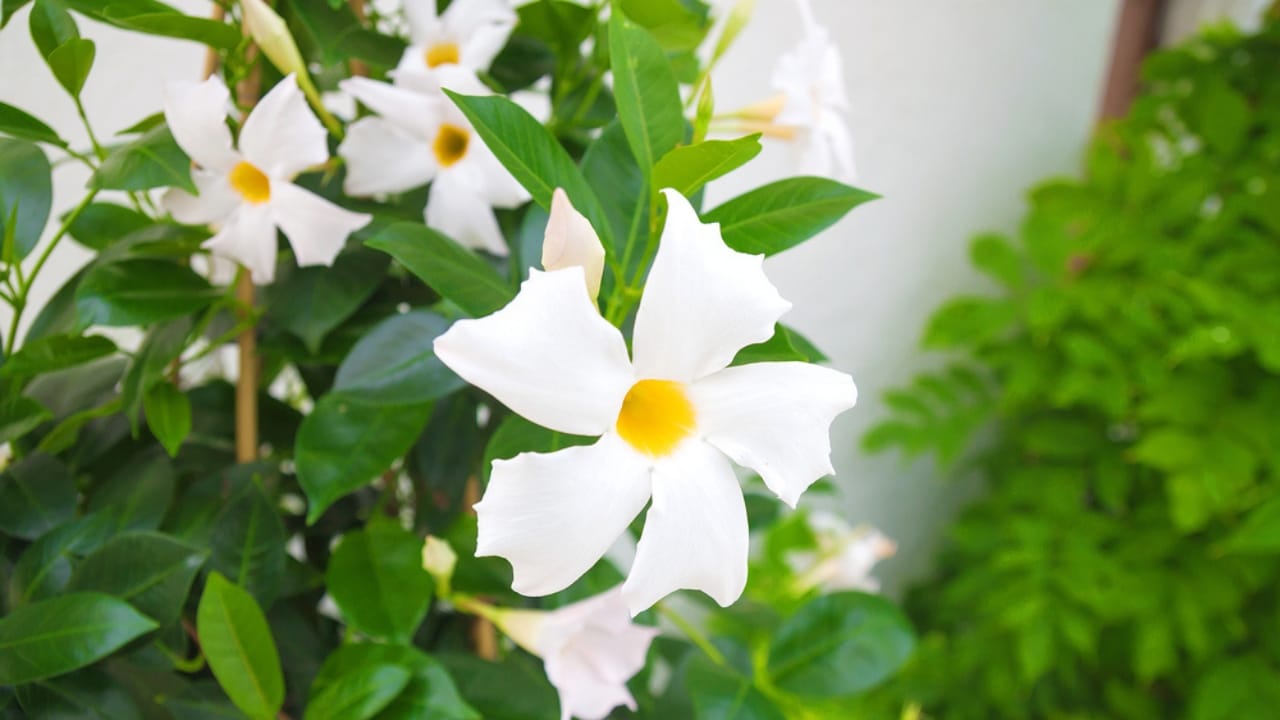 12 Fragrant Climbers to Make Your Backyard Smell Divine 8 12 Fragrant Climbers to Make Your Backyard Smell Divine -