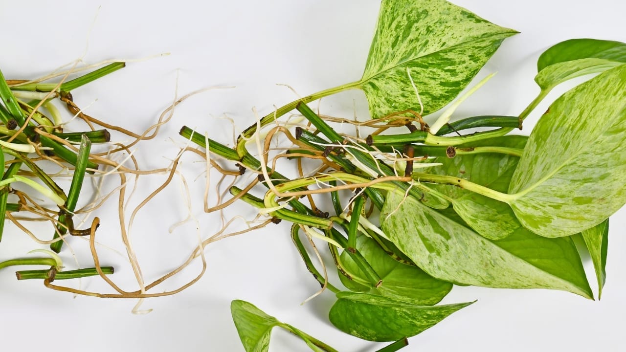 8 Common Challenges with Pothos Houseplants & How to Tackle Them 9 8 Common Challenges with Pothos Houseplants & How to Tackle Them - marble queen pothos root rot dp 600612240 XL