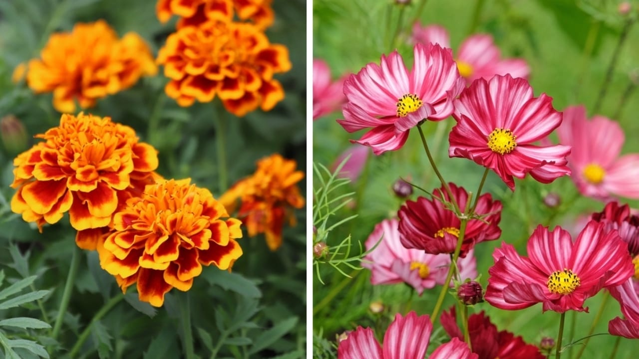 From January to December: The Meaning of Your Birth Flowers - marigold and cosmos ss24630463872494736487