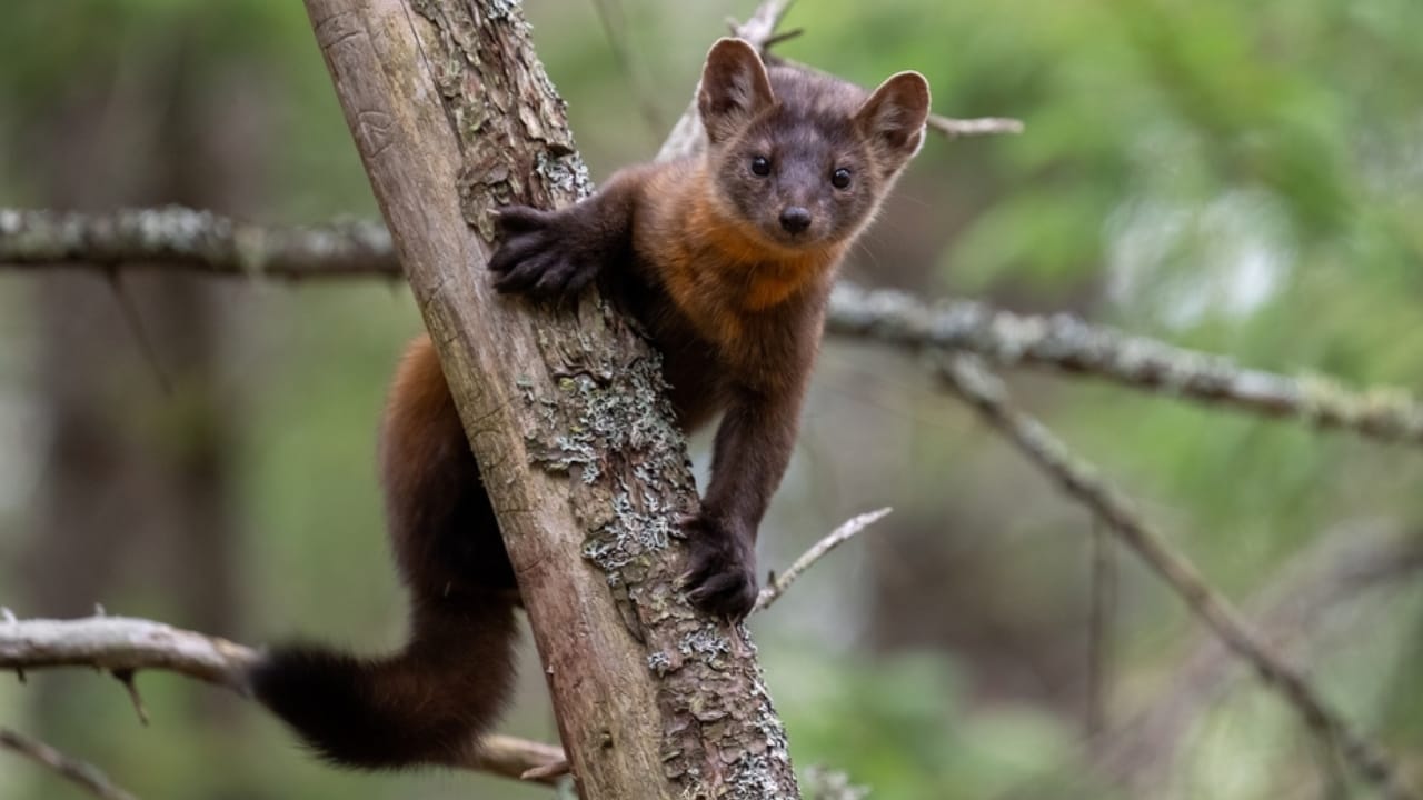 Don't Be Fooled: These 13 Animals May Look Like Ferrets, but They're Not 4 Don't Be Fooled: These 13 Animals May Look Like Ferrets, but They're Not - marten ss2305621623