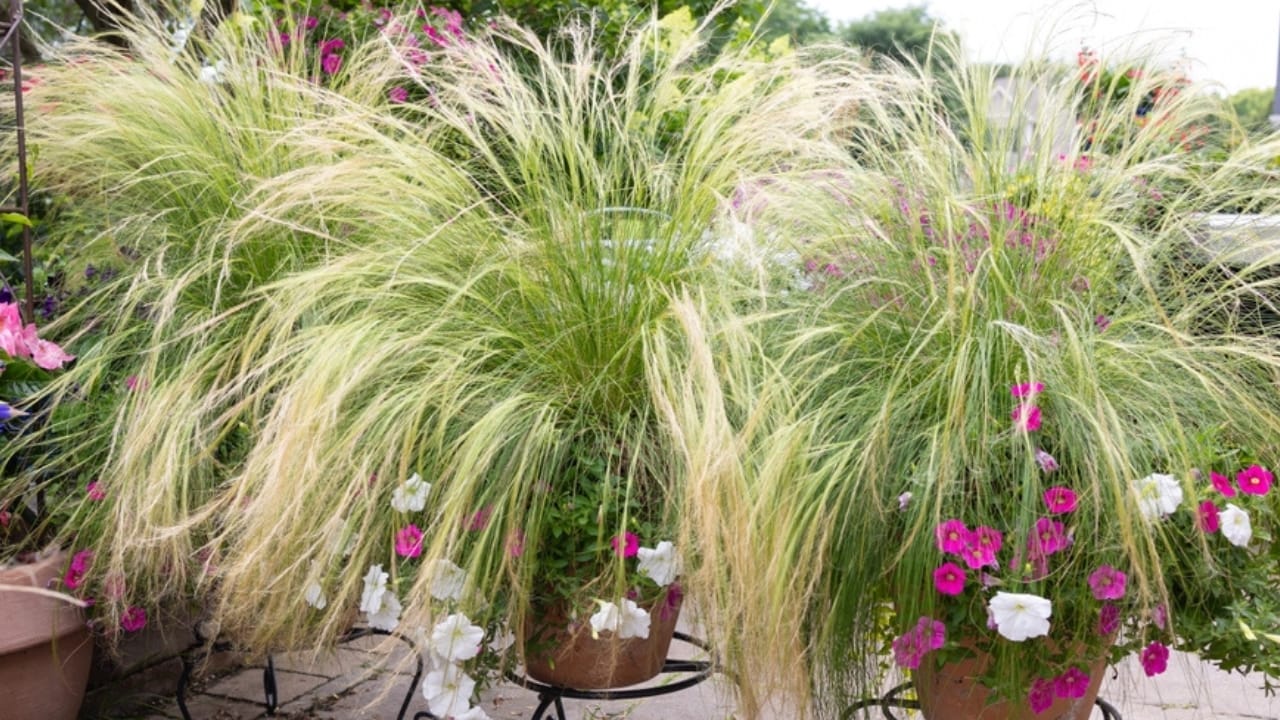 Say Goodbye to Weeds with These 15 Ornamental Grasses 10 Say Goodbye to Weeds with These 15 Ornamental Grasses -