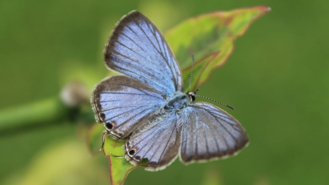 13 of the World’s Rarest Butterflies You’ll Be Lucky to See Even Once 5 13 of the World’s Rarest Butterflies You’ll Be Lucky to See Even Once - miami blue ss2069800907