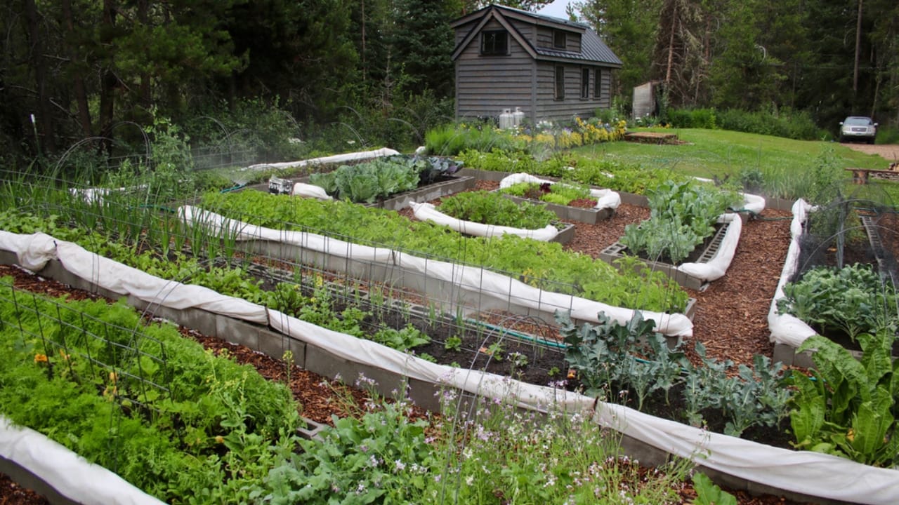 Micro Homesteading Made Easy: A Beginner's Guide to Backyard Abundance 2 Micro Homesteading Made Easy: A Beginner's Guide to Backyard Abundance - micro home steading ss1855289152