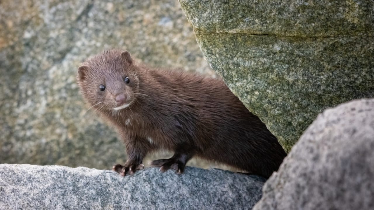 Don't Be Fooled: These 13 Animals May Look Like Ferrets, but They're Not 6 Don't Be Fooled: These 13 Animals May Look Like Ferrets, but They're Not - mink ss2494889815