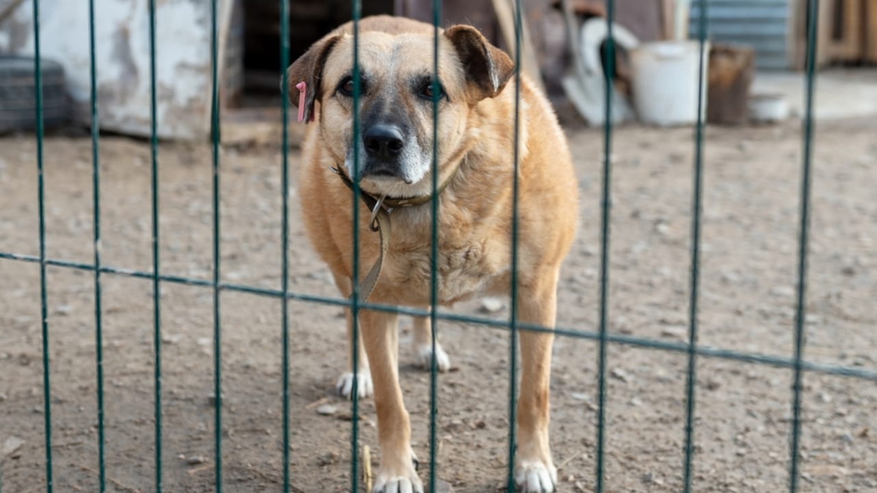 Why ‘Adopt, Don’t Shop’ Matters: 18 Reasons to Skip the Breeder 18 Why ‘Adopt, Don’t Shop’ Matters: 18 Reasons to Skip the Breeder -