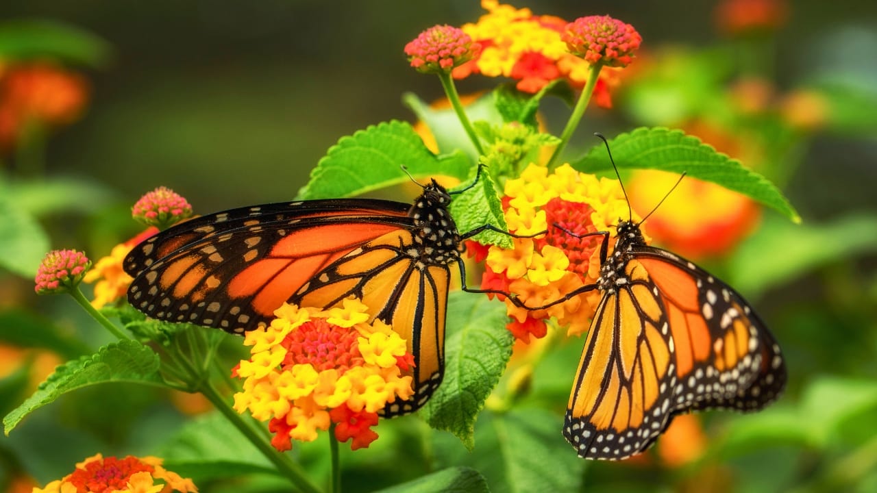 Monarchs Defy Fragility: 10 Facts About Their Strength 7 Monarchs Defy Fragility: 10 Facts About Their Strength - monarch butterflies on yellow and red lantana flower ss1053302939 degm