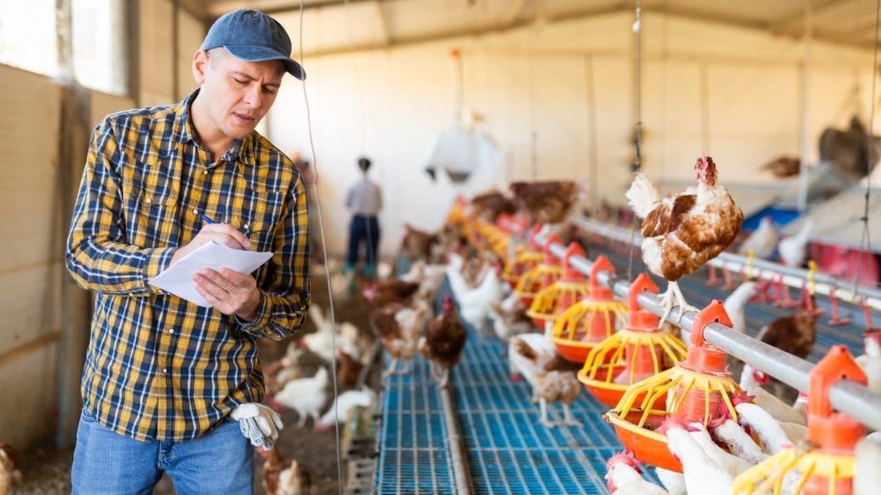 Homemade Chicken Feed 101: Health-Boosting Recipes, Including Our Tried-and-True Favorite - monitoring chicken ss2431912473