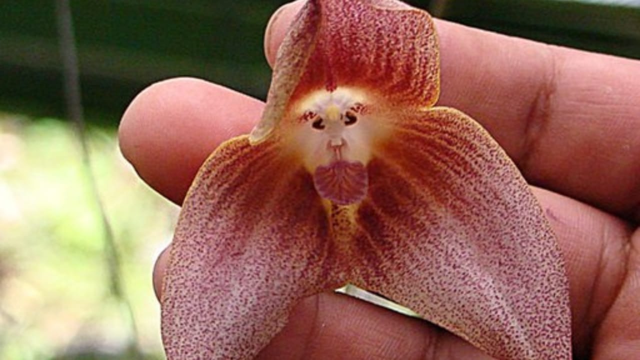 17 Unusual Houseplants That Add Charm & Character to Any Room 19 17 Unusual Houseplants That Add Charm & Character to Any Room - monkey face orchid wc