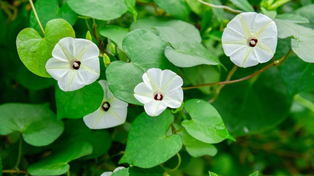 15 Flowering Vines That Beat the Weeds Every Time 14 15 Flowering Vines That Beat the Weeds Every Time - moon flower ss2218697361