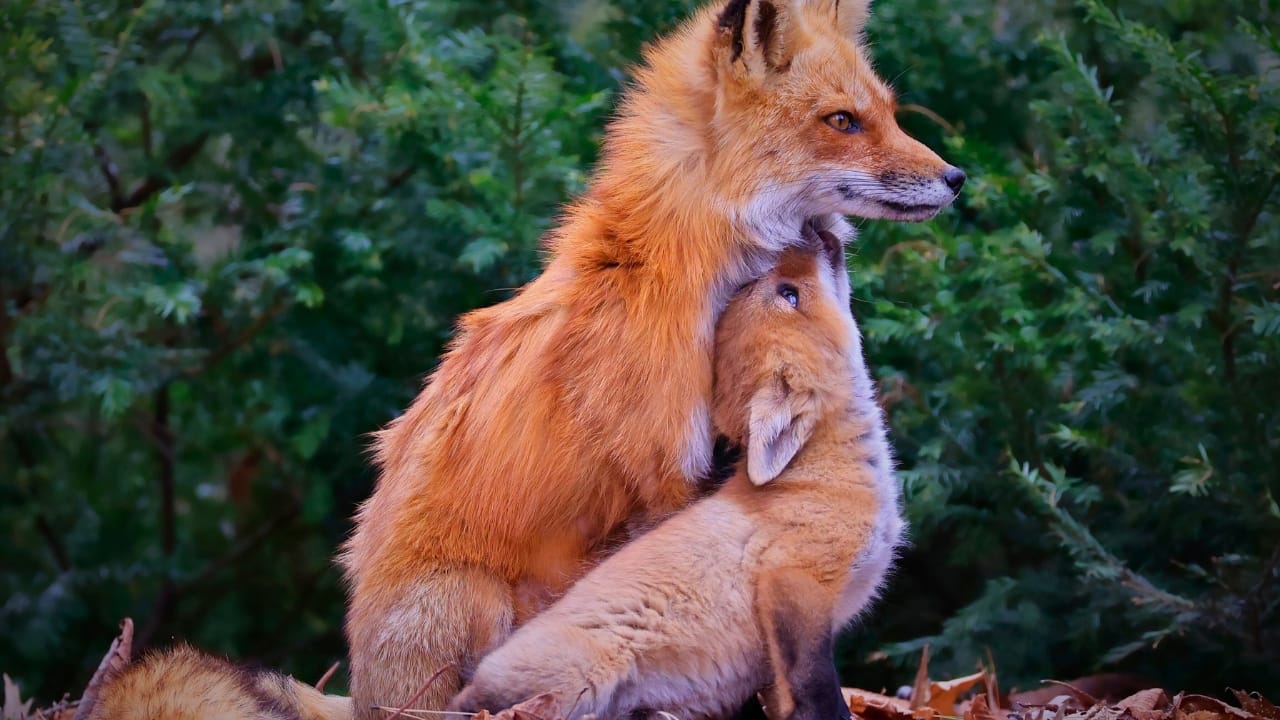 15 U.S. States Where You’re Most Likely to Spot a Fox 13 15 U.S. States Where You’re Most Likely to Spot a Fox - mother red fox ss2462506515 degm