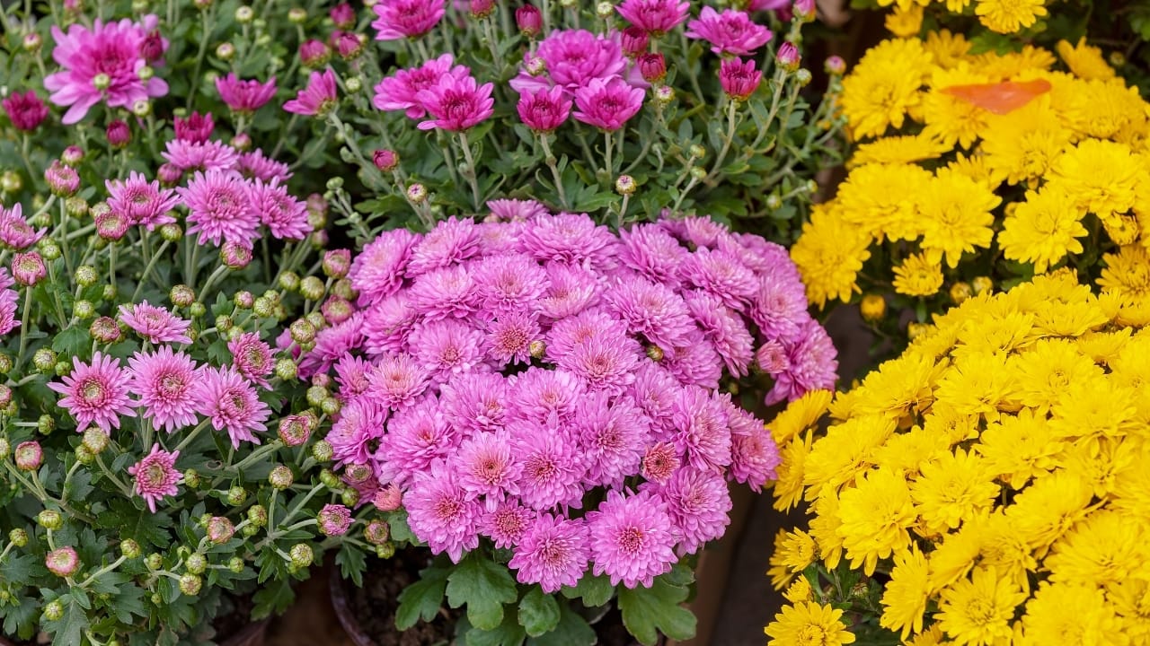 Asters Meet Mums: Create the Perfect Fall Garden 5 Asters Meet Mums: Create the Perfect Fall Garden - mum and aster oasis ss1815030536