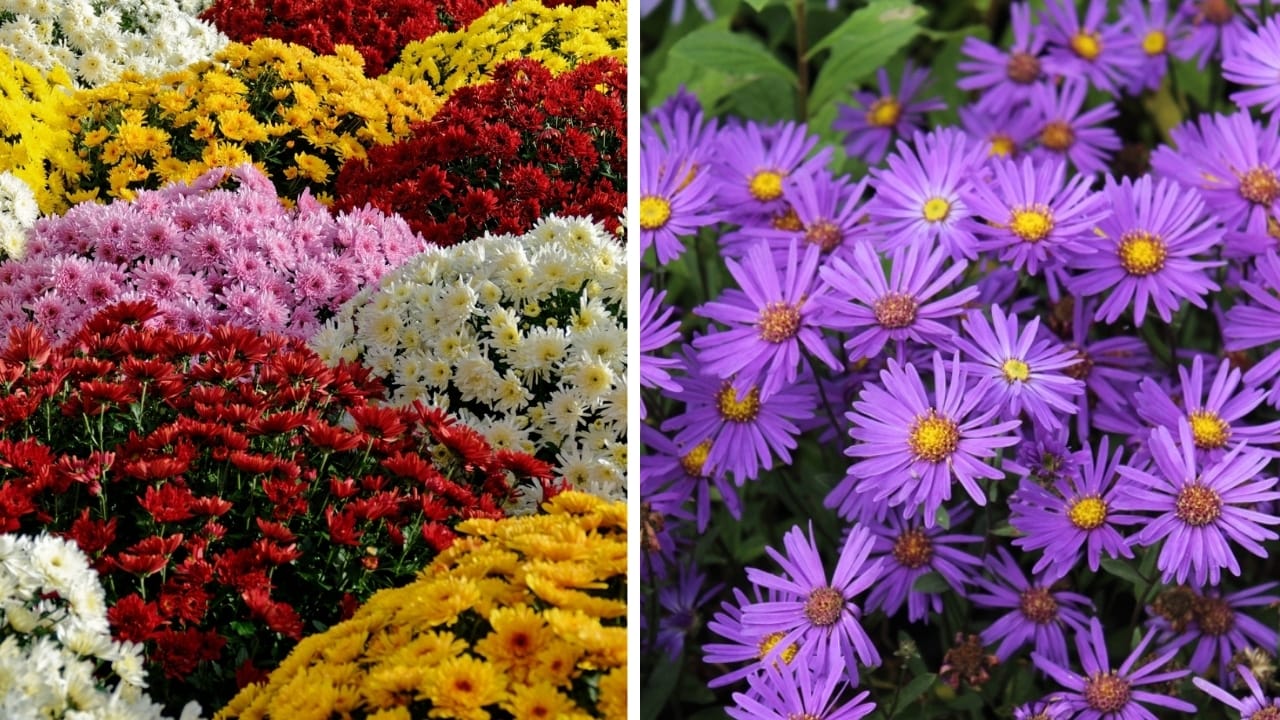 Asters Meet Mums: Create the Perfect Fall Garden 4 Asters Meet Mums: Create the Perfect Fall Garden - mum and aster plant ss23795749432364207143