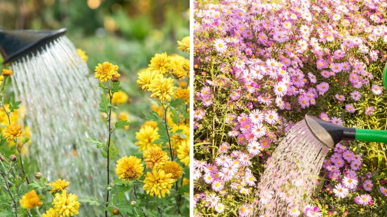 Asters Meet Mums: Create the Perfect Fall Garden 6 Asters Meet Mums: Create the Perfect Fall Garden - mum and aster watering ss221952118192373587299
