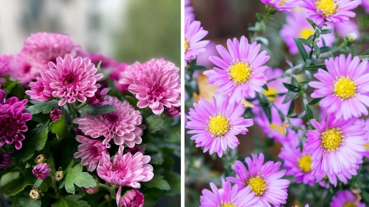 Asters Meet Mums: Create the Perfect Fall Garden 3 Asters Meet Mums: Create the Perfect Fall Garden - mums and aster flower ss24992077452489474045