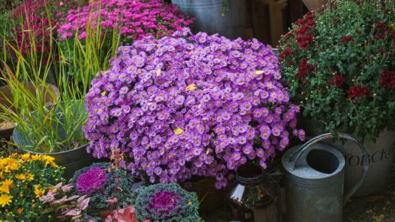 Asters Meet Mums: Create the Perfect Fall Garden 3 Asters Meet Mums: Create the Perfect Fall Garden - mums and aster in pot ss1938106195