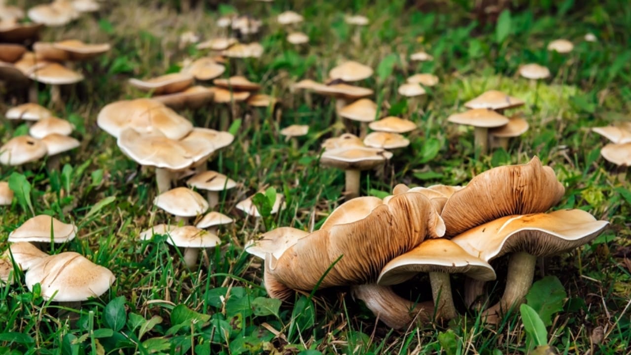 14 Signs in Nature That Predict a Harsh Winter Ahead - mushroom garden ss2442199891