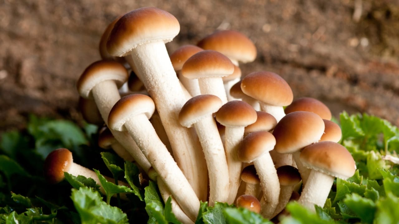 15 Profitable Plants That Could Add Thousands to Your Bank Account Yearly 8 15 Profitable Plants That Could Add Thousands to Your Bank Account Yearly - mushrooms dp7416997