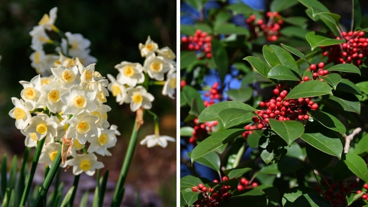 From January to December: The Meaning of Your Birth Flowers - narcissus and holly ss24330488212397164067
